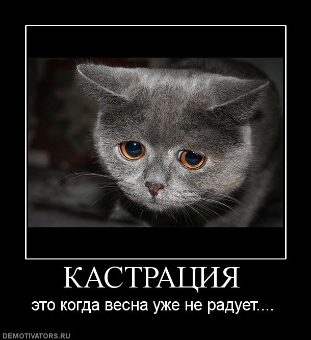 837456_kastratsiya.jpg