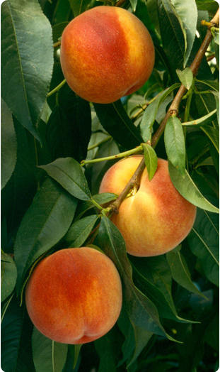 Yellow-peach.jpg