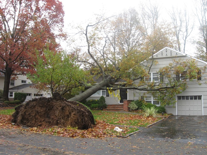 tree1.JPG