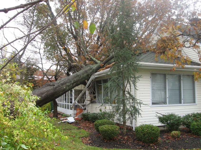tree2.JPG